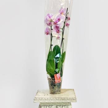 Орхидея Фаленопсис Пикси