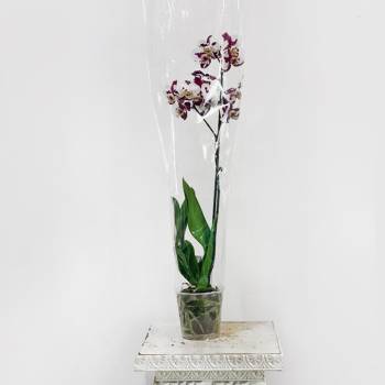 Орхидея Фаленопсис Sparkle 