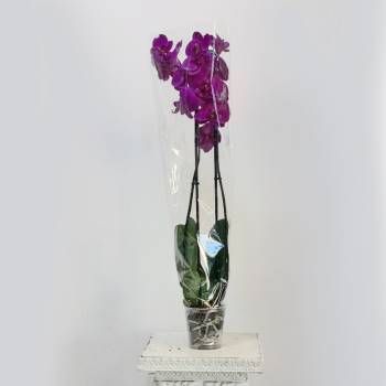 Orchid Phalaenopsis Morelia