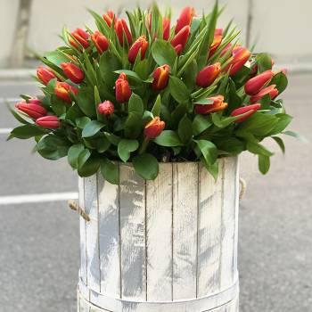 Tulips in the box - code:8040